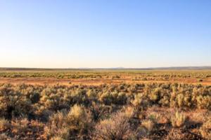 California High Desert - Zone 4 Lassen Pronghorn